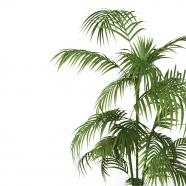 Green indoor plant with white background stock photo
