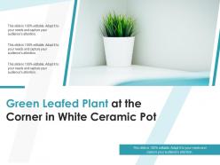 Green leafed plant at the corner in white ceramic pot