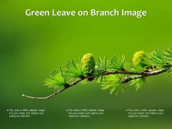 Green leave on branch image