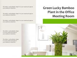 Green lucky bamboo plant in the office meeting room