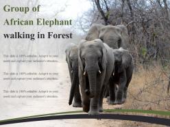 Group of african elephant walking in forest