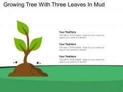 Growing tree with three leaves in mud