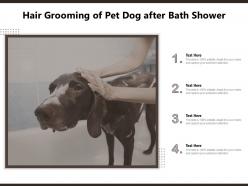 Hair grooming of pet dog after bath shower