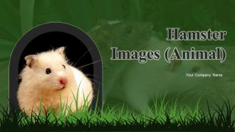 Hamster Images Animal Powerpoint Ppt Template Bundles