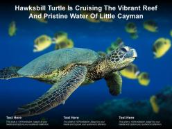 Hawksbill turtle is cruising the vibrant reef and pristine water of little cayman