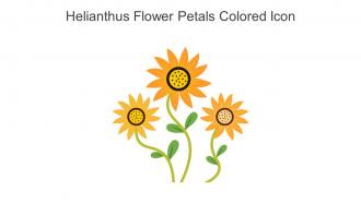 Helianthus Flower Petals Colored Icon In Powerpoint Pptx Png And Editable Eps Format