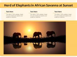 Herd of elephants in african savanna at sunset