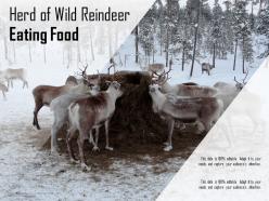 Herd of wild reindeer eating food