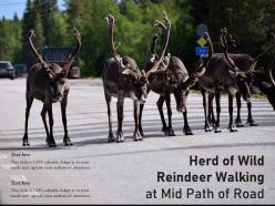 Herd of wild reindeer walking at mid path of road