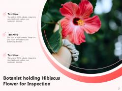 Hibiscus Inspection Plucking Beach Placed Drinking Spring