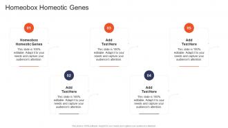 Homeobox Homeotic Genes In Powerpoint And Google Slides Cpb