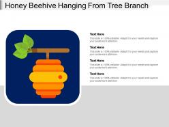 Honey beehive hanging from tree branch