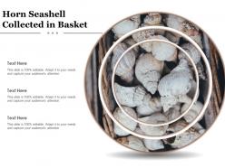 Horn seashell collected in basket