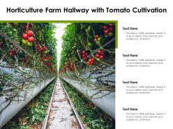 Horticulture farm hallway with tomato cultivation