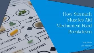 How Stomach Muscles Aid Mechanical Food Breakdown PPT Demonstration AT