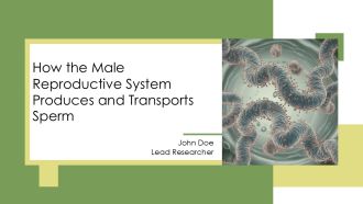 How The Male Reproductive System Produces And Transports Sperm PPT Slides AT