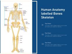 Human anatomy labelled bones skeleton