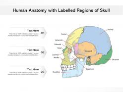 Human anatomy with labelled regions of skull