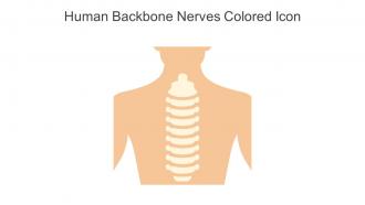 Human Backbone Nerves Colored Icon In Powerpoint Pptx Png And Editable Eps Format