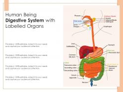 Human being digestive system with labelled organs
