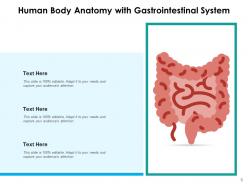 Human Body Anatomical Structure System Description Internal
