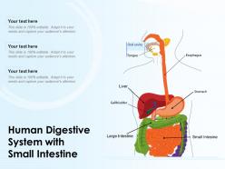 Human digestive system with small intestine