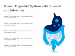 Human digestive system with stomach and intestines