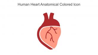 Human Heart Anatomical Colored Icon In Powerpoint Pptx Png And Editable Eps Format