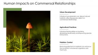 Human Impacts On Commensal Relationships Commensalism Ecology PPT Slides ACP