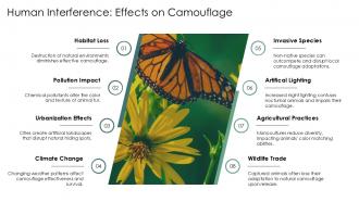 Human Interference Effects On Camouflage Animal Camouflage PPT Demonstration ACP