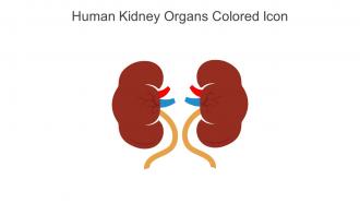 Human Kidney Organs Colored Icon In Powerpoint Pptx Png And Editable Eps Format