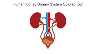 Human Kidney Urinary System Colored Icon In Powerpoint Pptx Png And Editable Eps Format