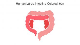 Human Large Intestine Colored Icon In Powerpoint Pptx Png And Editable Eps Format