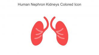Human Nephron Kidneys Colored Icon In Powerpoint Pptx Png And Editable Eps Format