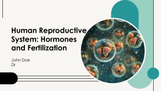 Human Reproductive System Hormones And Fertilization PPT Demonstration AT