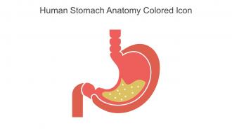 Human Stomach Anatomy Colored Icon In Powerpoint Pptx Png And Editable Eps Format