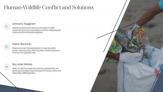 Human Wildlife Conflict And Solutions Rewilding ST AI SS
