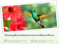 Humming bird drinking nectar from hibiscus flower