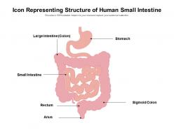 Icon representing structure of human small intestine