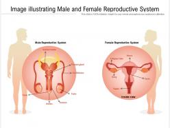 Image illustrating male and female reproductive system