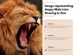 Image representing angry male lion roaring in zoo
