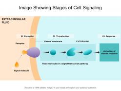 Image showing stages of cell signaling
