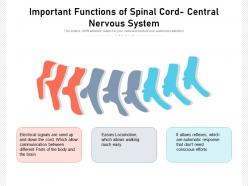 Important functions of spinal cord central nervous system