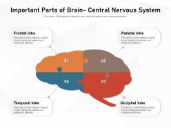 Important parts of brain central nervous system