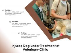 Injured dog under treatment at veterinary clinic
