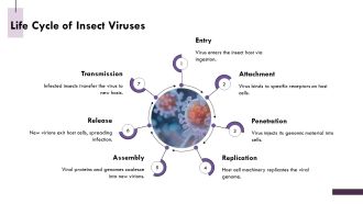 Insect Viruses Diversity Biology And Applications PPT Information AT Appealing
