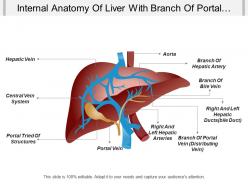Internal anatomy of liver with branch of portal vein branch of hepatic artey
