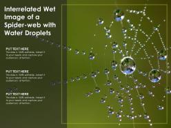Interrelated wet image of a spiderweb with water droplets