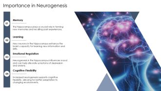 Introduction To Hippocampus Anatomy PPT Slides AT Graphical Interactive