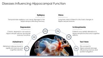 Introduction To Hippocampus Anatomy PPT Slides AT Aesthatic Interactive